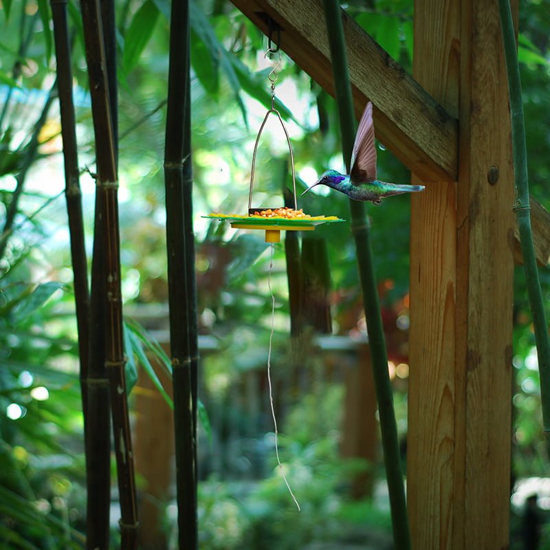 Hang bird feeder lights